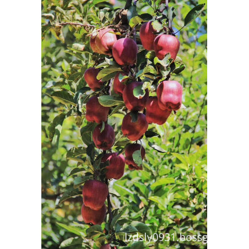 Fresh New Crop FUJI Apple with Carton Packing